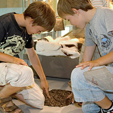 Two boys touch the artifical cast of cow droppings.