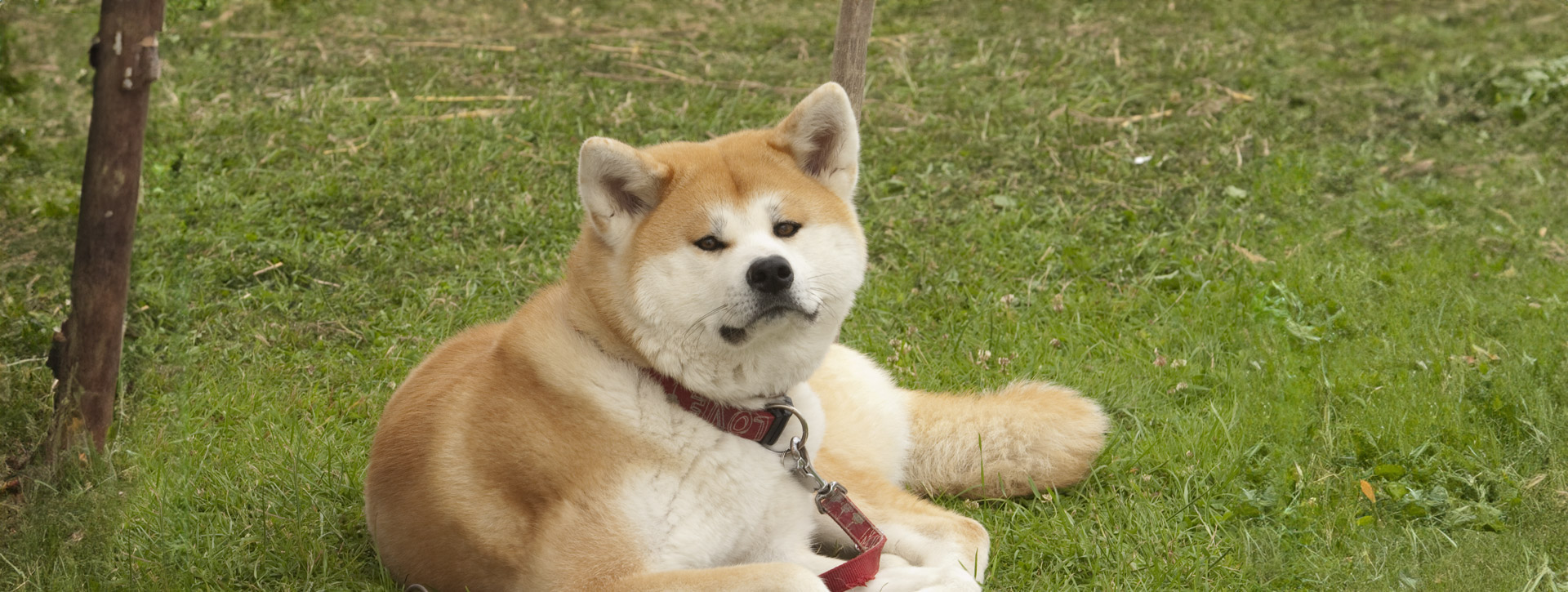 Honden zijn welkom in het park