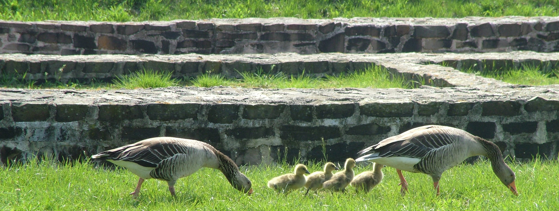 Family of geese in front of the foundation walls of the Temple of the Matrons
