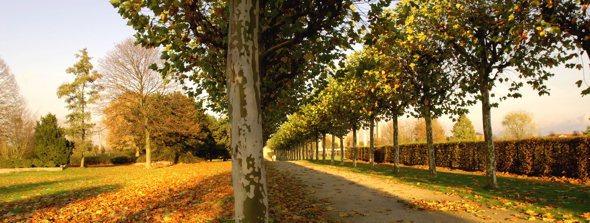 Allee im Herbst