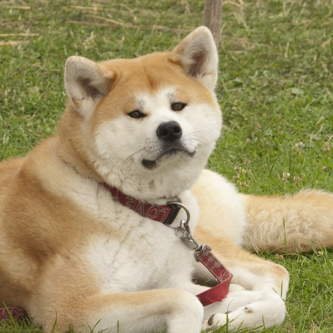 Ein Shiba Inu Hund chillt auf der Wiese